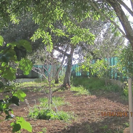 Quinta Da Fonte Em Moncarapacho Hotell Exteriör bild